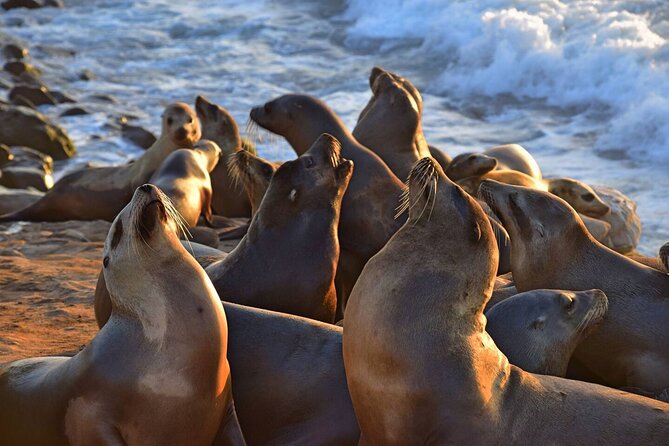 1.5 Hour Walking Tour from La Jolla in San Diego - What you see around La Jolla Cove
