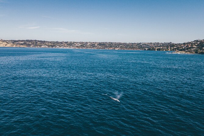 2 Hour Whale Watching Kayak Tour for Two - Rest stops and marine life lessons
