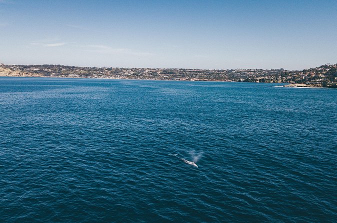 2 Hour Whale Watching Kayak Tour for Two - What you might see beyond the whales