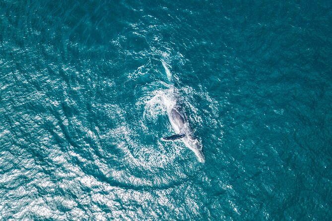 2 Hour Whale Watching Kayak Tour for Two - How demanding is the paddle?