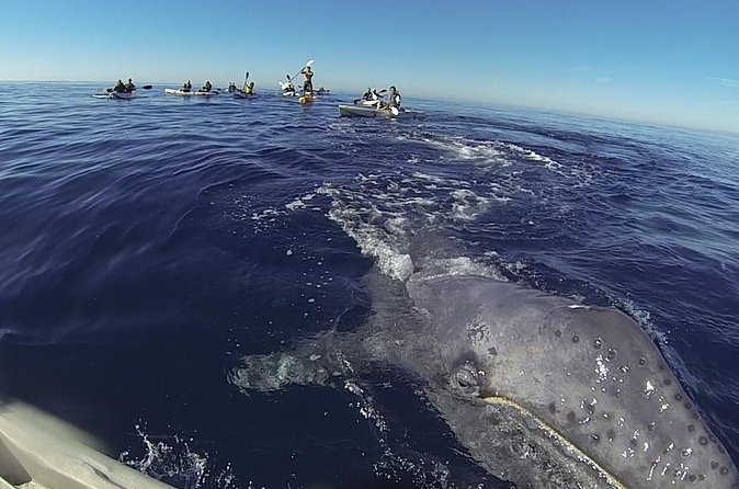 2 Hour Whale Watching Kayak Tour for Two - Environmental value and responsible wildlife watching