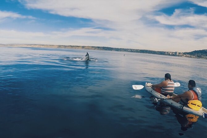 2 Hour Whale Watching Kayak Tour for Two - Paddling west for gray whales