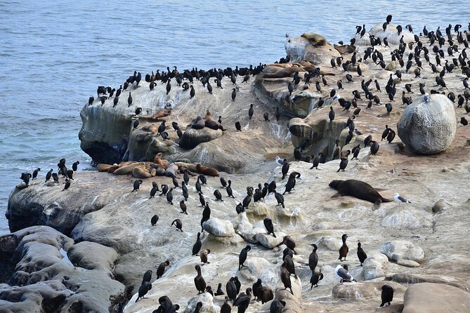 A Seaside Stroll: La Jolla's Hidden Treasures Self-Guided Tour - Children’s Pool and La Jolla’s Past