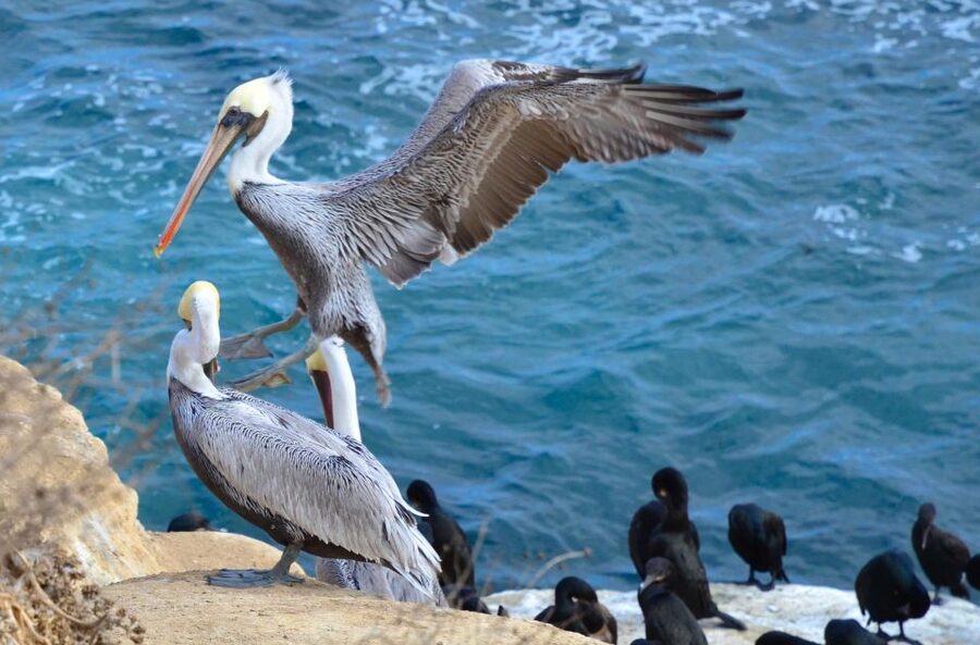 A Seaside Stroll: La Jolla's Hidden Treasures Walking Tour - Children’s Pool, a memorable turn in the route