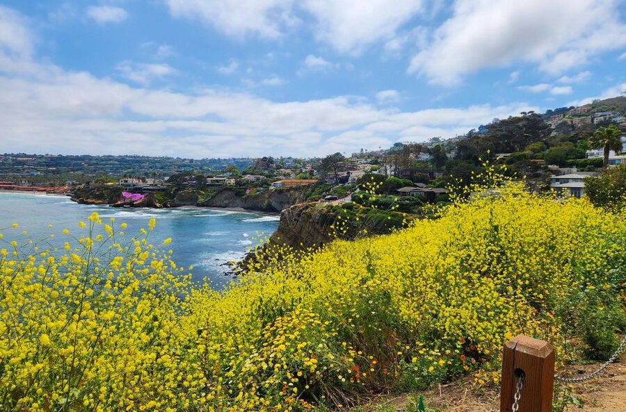 A Seaside Stroll: La Jolla's Hidden Treasures Walking Tour - How the app-based format works in practice