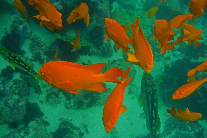 All Day Snorkel Package with Wetsuit Rental - What the $30 rental really gives you