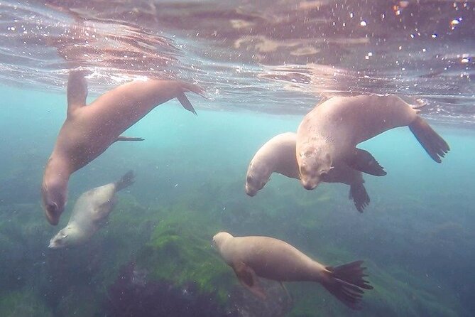All Day Snorkel Package with Wetsuit Rental - Starting at 8008 Girard Avenue