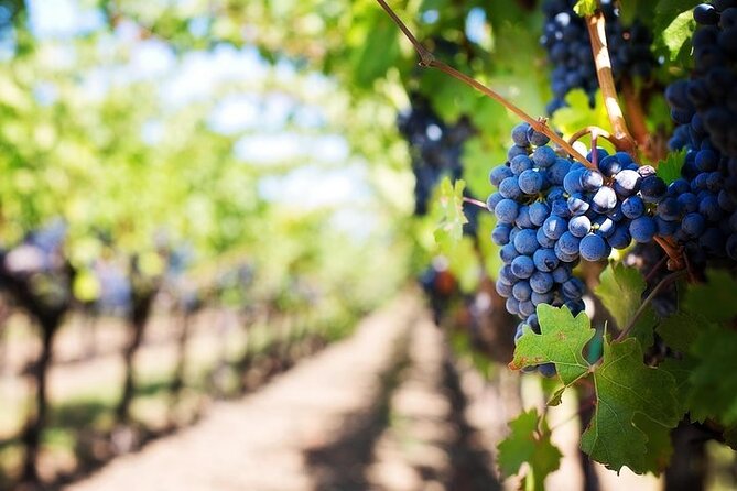 Chauffeured Adventure to Local San Diego Vineyards - Wine instruction without a formal classroom