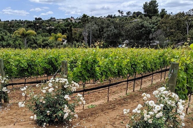 Chauffeured Adventure to Local San Diego Vineyards - Who will enjoy this outing most
