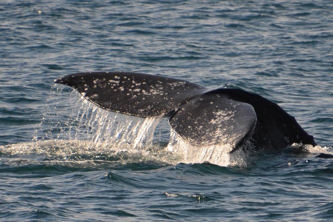 City Cruises San Diego: Whale and Dolphin Watching Adventure - Dolphins, sea lions, seals, and seabirds