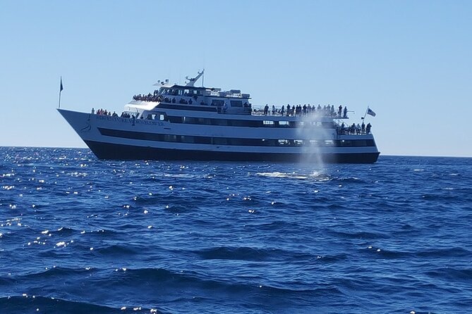 City Cruises San Diego: Whale and Dolphin Watching Adventure - Three hours or four hours on the water