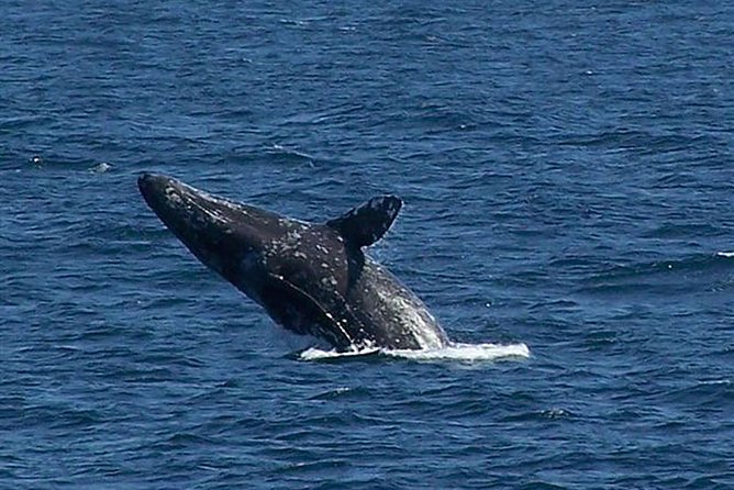 City Cruises San Diego: Whale and Dolphin Watching Adventure - Planning the departure at 970 North Harbor Drive