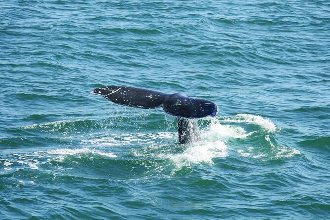 City Cruises San Diego: Whale and Dolphin Watching Adventure - The open-water search for whales