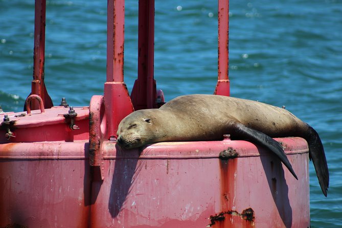 Daytime Sailing Along San Diego's Skyline - Soft seats, blankets, and a glass of wine