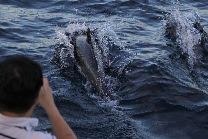 Dolphin and Whale Watching Sunset Cruise - Key points to know before you book