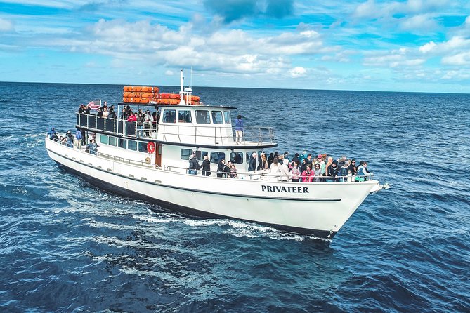 Dolphin and Whale Watching Sunset Cruise - Searching for whales and dolphins offshore
