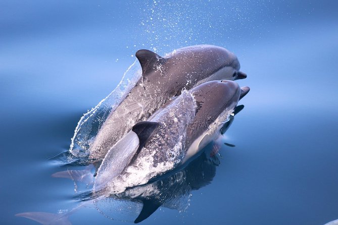 Dolphin and Whale Watching Sunset Cruise - What the $71 price really buys