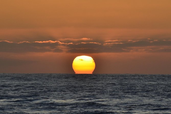 Dolphin and Whale Watching Sunset Cruise - Handling the sea, weather, and group size