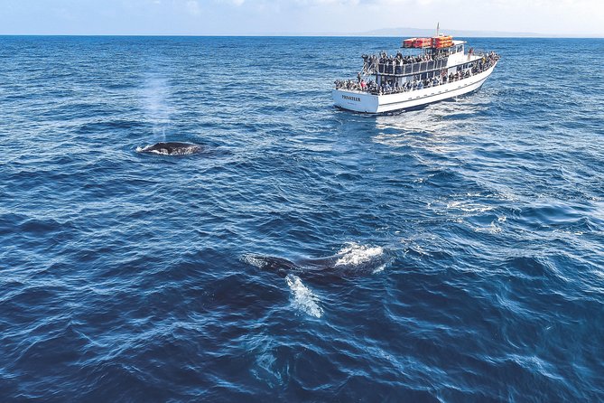 Dolphin and Whale Watching Sunset Cruise - Practical details that make the evening better