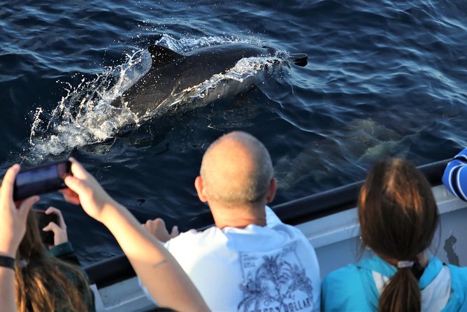 Dolphin and Whale Watching Sunset Cruise - Should you book the Dolphin and Whale Watching Sunset Cruise?