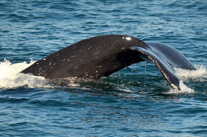 Dolphin and Whale Watching Sunset Cruise - The sunset payoff at the end