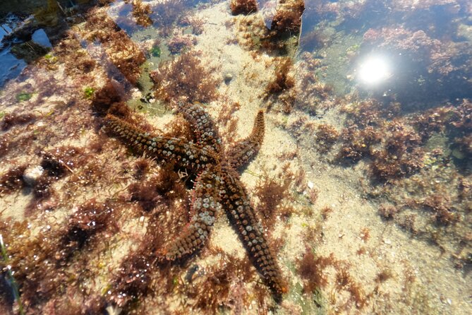 Explore San Diego Tide Pools with a Marine Biologist - La Jolla’s tide pools are the main event
