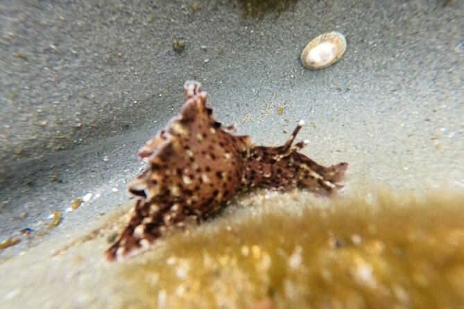 Explore San Diego Tide Pools with a Marine Biologist - The creatures you might find