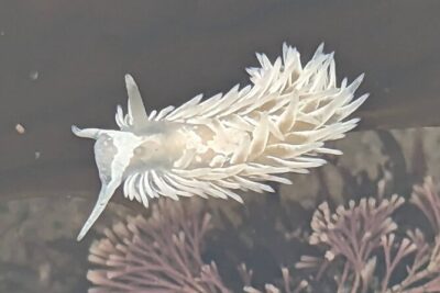 Explore San Diego Tide Pools with a Marine Biologist
