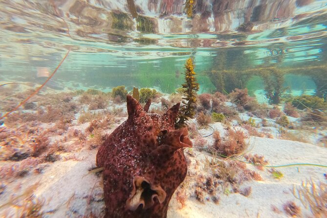 Explore San Diego Tide Pools with a Marine Biologist - Why the guide makes a difference