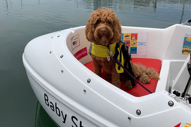 Glow Nightime Pedal Boat Rental in San Diego Bay - Bringing a dog aboard