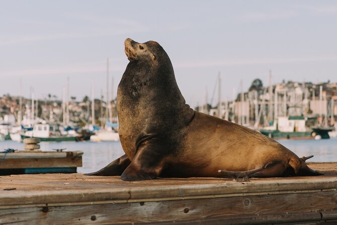 Glow Nightime Pedal Boat Rental in San Diego Bay - Timing, parking, weather, and cancellation details