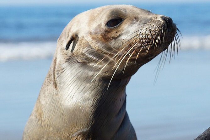 Kayak Rental for Two People in La Jolla - Is $45 a good value for two?