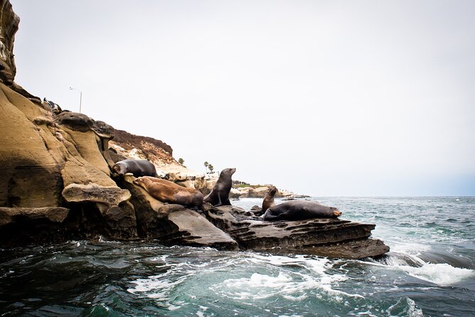 Kayak Tour of the 7 Caves - Wildlife is often the tour’s best surprise