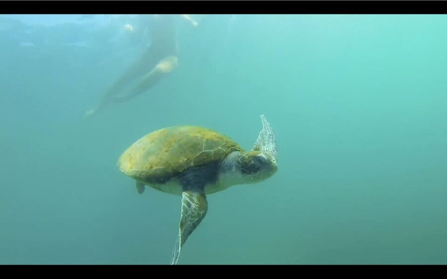 La Jolla: 2.5-Hour Kayak and Snorkel Tour - Snorkeling Over Reef and Sand