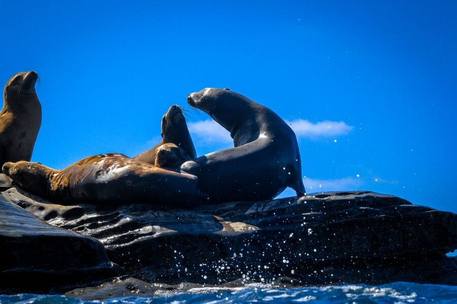 La Jolla: 2-Hour Kayak Tour of the 7 Caves - Who will enjoy this trip most