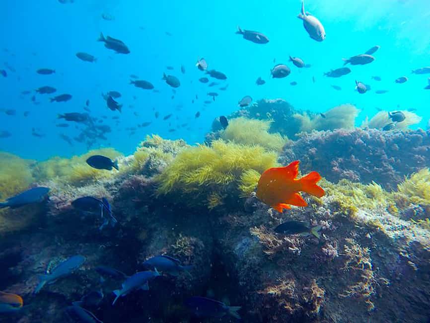 La Jolla: Full-Day Snorkel Gear Rental with Wetsuit Option - Key points to know before you book