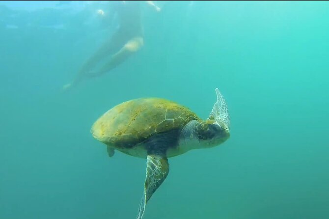La Jolla Kayak and Snorkel Tour - Why La Jolla works so well for this outing