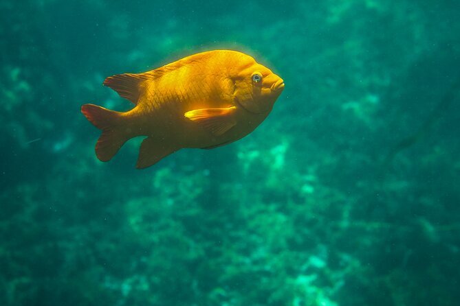 La Jolla Kayak and Snorkel Tour - Snorkeling around the rocky reefs