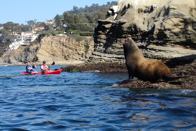 La Jolla Kayak and Snorkel Tour - Timing, parking, and what to bring