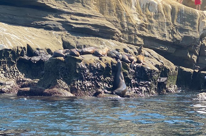 La Jolla Sea Caves Kayak Tour (Single Kayak) - Booking and cancellation details