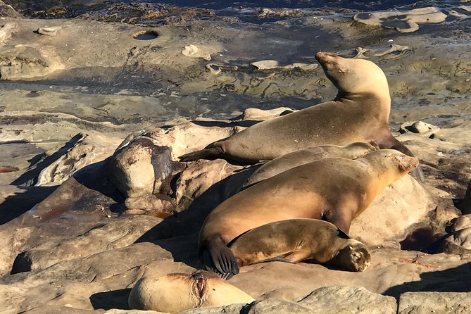 La Jolla Segway Tour - Windansea Beach shows a wilder side of the coast