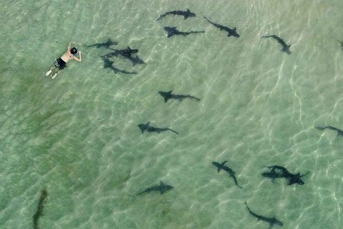 La Jolla Snorkel with the Leopard Sharks - Key points to know before booking