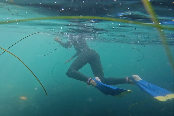 La Jolla Snorkel with the Leopard Sharks - Snorkeling beside La Jolla’s harmless leopard sharks