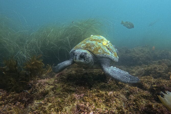 La Jolla Snorkel with the Leopard Sharks - A private format that suits small groups