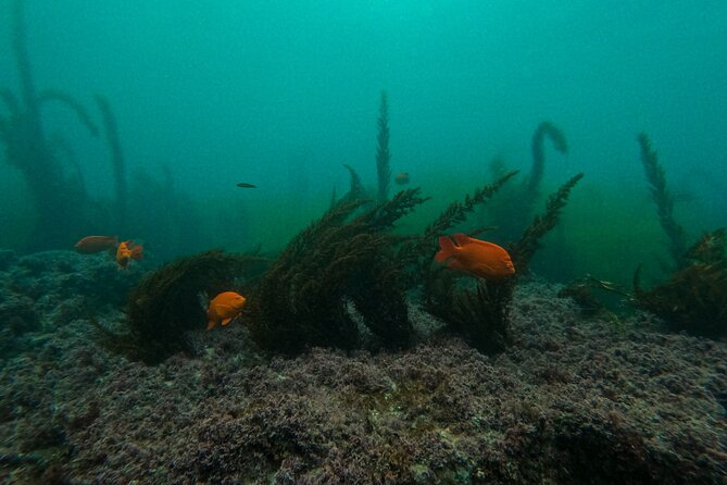 La Jolla Snorkel with the Leopard Sharks - Practical planning in La Jolla