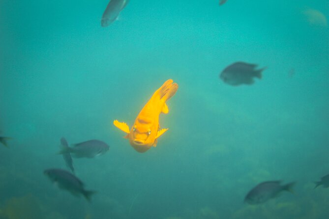 La Jolla Snorkel with the Leopard Sharks - My booking advice