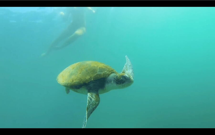 La Jolla: Sunset Kayak Tour of the 7 Caves - Three habitats in one reserve