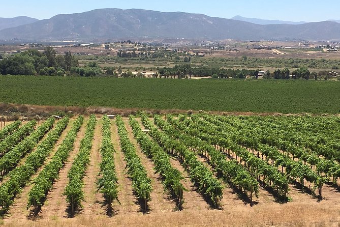 Luxury Private Wine Tasting Tour to Guadalupe Valley from San Diego - Why a private Guadalupe Valley day works so well