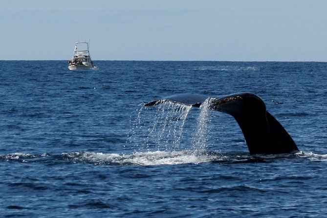 Private Family Whale & Dolphin Adventure in San Diego - Why a Private Boat Changes the San Diego Whale Watch