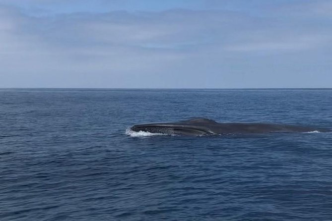 Private Family Whale & Dolphin Adventure in San Diego - Captain Rich’s Role on the Water